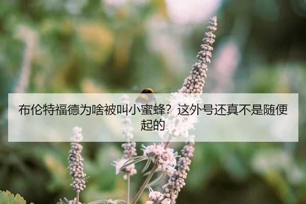 布伦特福德为啥被叫小蜜蜂？这外号还真不是随便起的